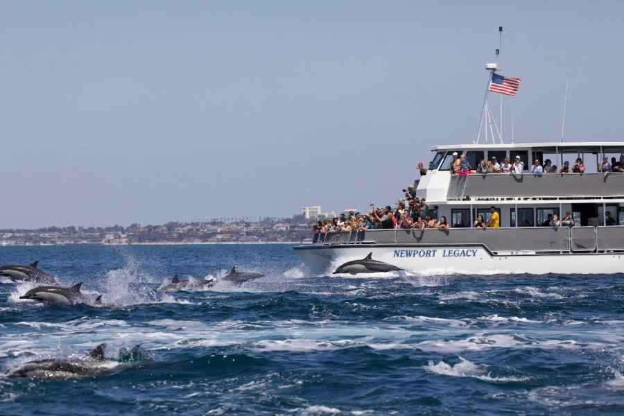 Newport Beach: Wal- und Delfinbeobachtungstour. Foto: GetYourGuide