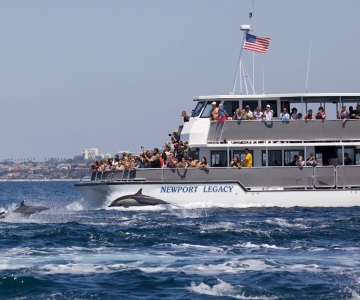 Newport Beach: Whale and Dolphin-Watching Cruise