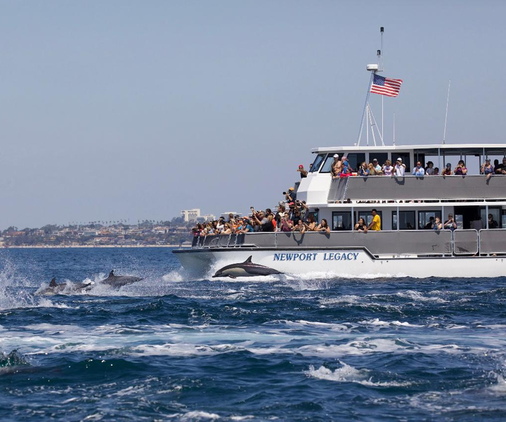 Newport Beach: crociera per avvistare balene e delfini