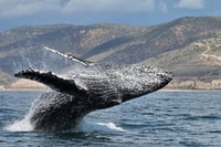Newport Beach, Whale and Dolphin-Watching Cruise - Housity