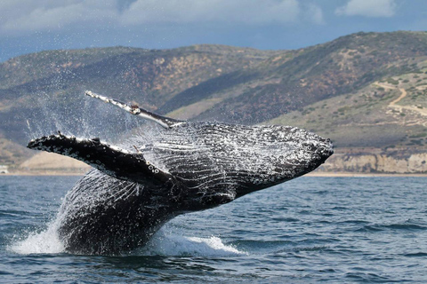 Newport Beach: Whale and Dolphin-Watching Cruise