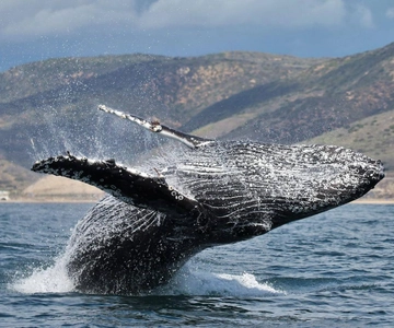 Newport Beach: Whale and Dolphin-Watching Cruise