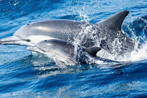 Newport Beach: Whale and Dolphin-Watching Cruise
