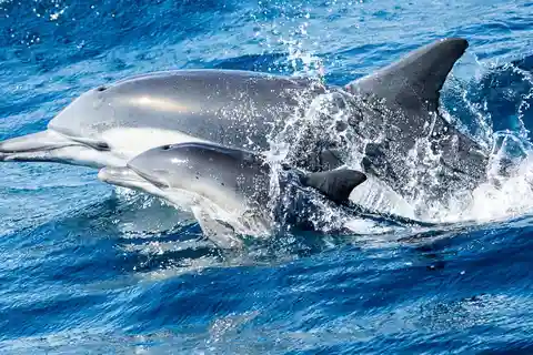 Newport Beach: Valskådningskryssning och delfinskådning