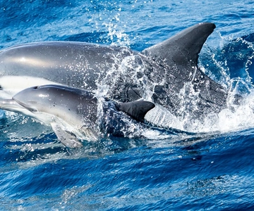 Newport Beach: Whale and Dolphin-Watching Cruise
