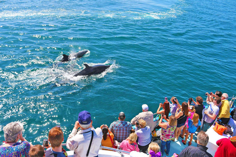 Newport Beach: Whale and Dolphin-Watching Cruise