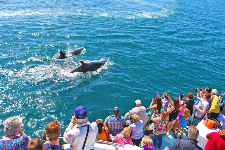 Newport Beach: Whale and Dolphin-Watching Cruise