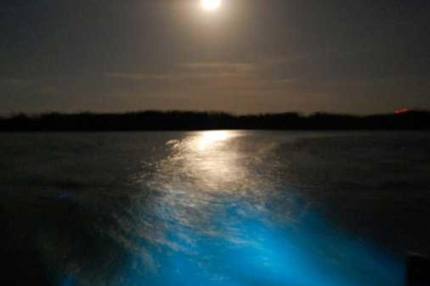 From Montego Bay: Luminous Lagoon Nighttime Boat Tour