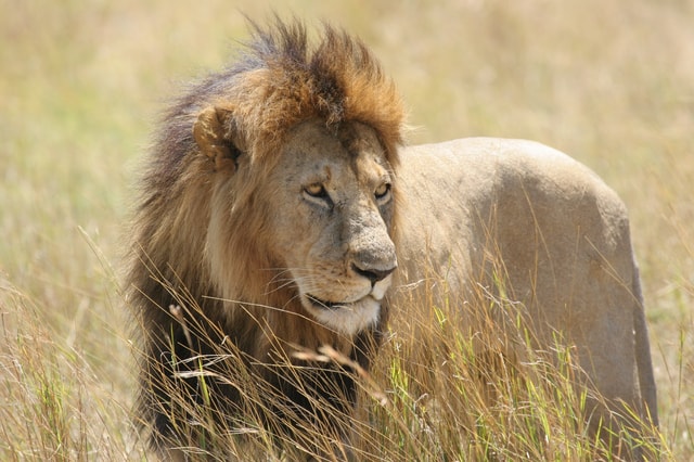 Nairobi park, Elephant & Giraffe centre, Bomas of Kenya