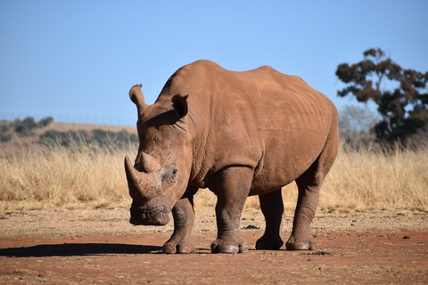 Nairobi: National Park & Elephant Orphanage Guided Day Tour