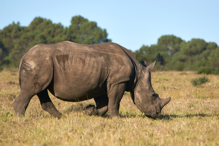 Nairobi: National Park & Elephant Orphanage Guided Day Tour