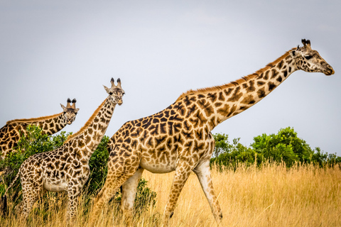 Nairobi: National Park & Elephant Orphanage Guided Day Tour