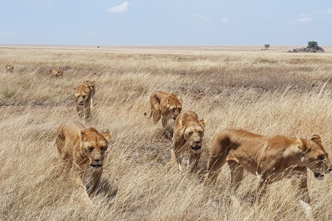 Nairobi: visite guidée d'une journée du parc national et de l'orphelinat des éléphants