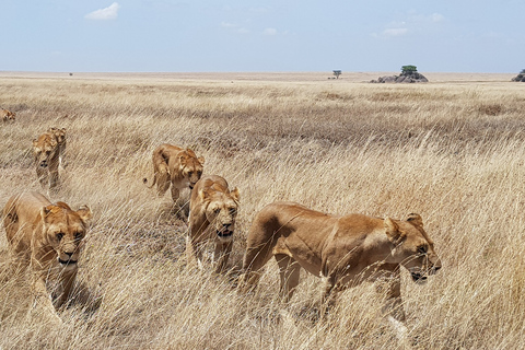 Nairobi: National Park & Elephant Orphanage Guided Day Tour