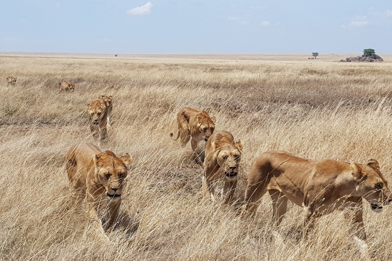 Nairobi: wycieczka z przewodnikiem po Parku Narodowym i sierocińcu słoni