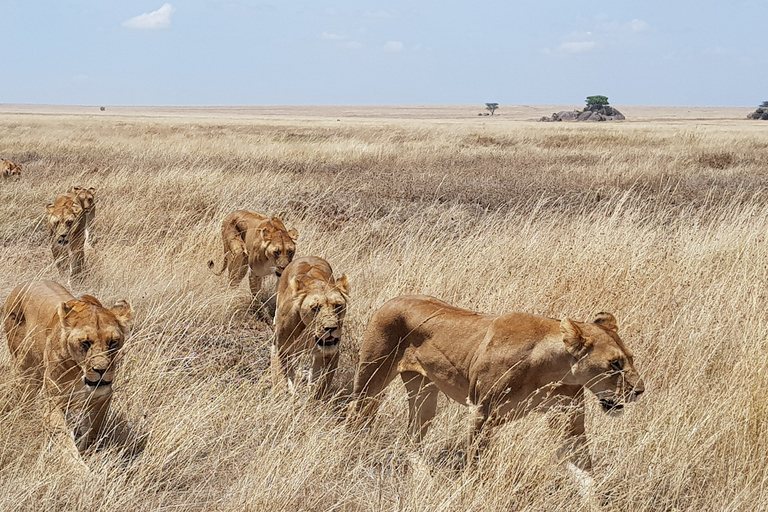 Nairobi: visite guidée d'une journée du parc national et de l'orphelinat des éléphants