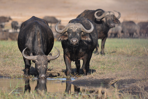 Nairobi: National Park & Elephant Orphanage Guided Day Tour