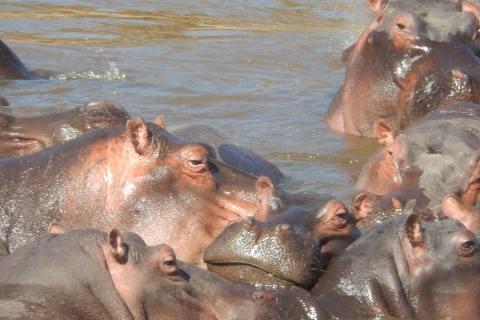 Nairobi: visite guidée d'une journée du parc national et de l'orphelinat des éléphants