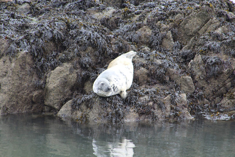 Queensferry: 1.5-Hour Maid of the Forth Sightseeing Cruise