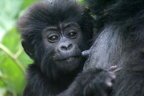 3-Day Bwindi Gorilla Trekking Safari