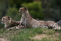 Dubbo, Taronga Western Plains Zoo 2-Tage-Eingangsticket - Housity