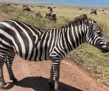 4 dias Tarangire, Serengeti e cratera de Ngorongoro