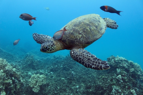 Waikiki: esnórquel de tortugas con espectáculo de hula