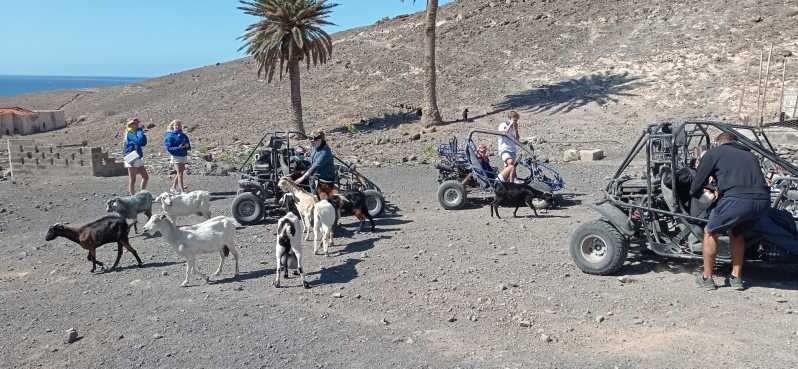 Fuerteventura: natuurpark Jandía & De Puertito Buggytour