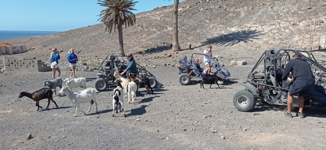 Visit Fuerteventura Jandía Natural Park & The Puertito Buggy Tour in Morro Jable, Fuerteventura, Spain