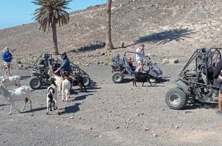 Fuerteventura: Jandía Naturpark & die Puertito Buggy Tour