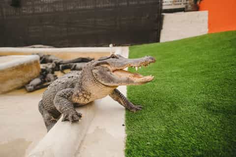 Miami Combo: Hop-on Hop-off Tour, Bay Cruise, & Everglades