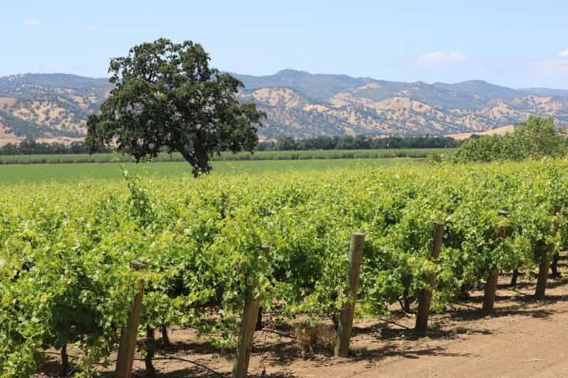 Sacramento: Capay Valley Tour - Lunch & Artisan Tastings | GetYourGuide