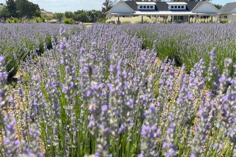 Sacramento: Excursión a la Granja del Valle de Capay con Comida y Vino