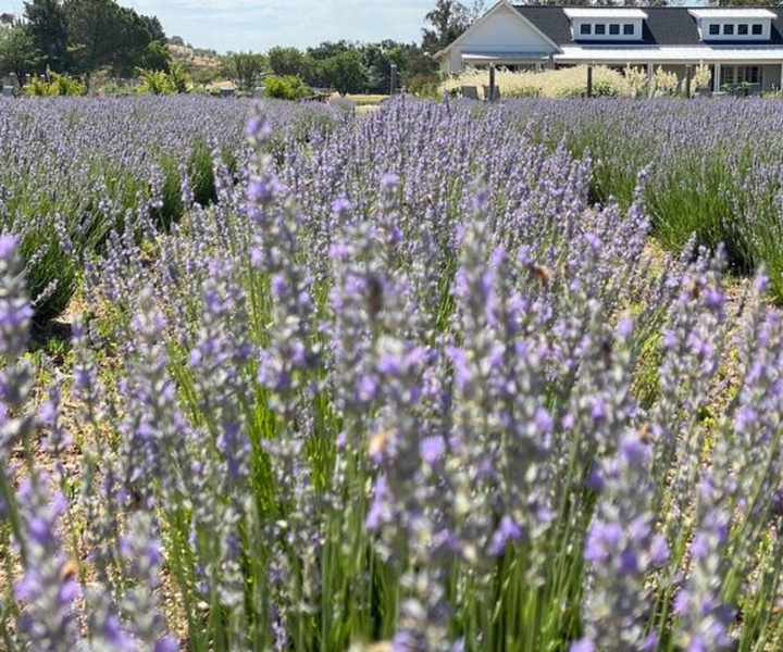 Sacramento: Capay Valley Farm Tour with Lunch & Wine