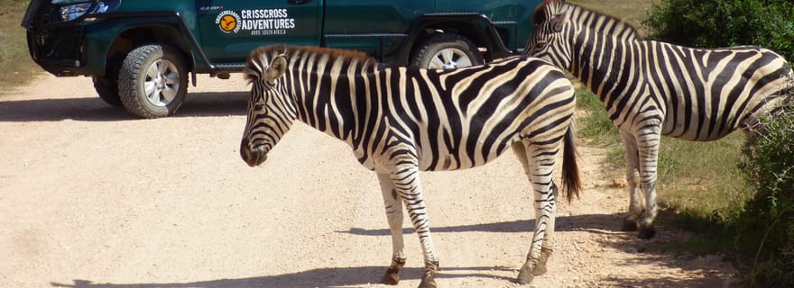 Parc national des éléphants d'Addo : Safari guidé d'une demi-journée