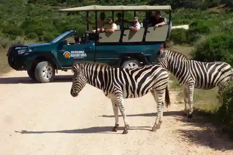 Addo Elephant National Park: Guided Half-Day Safari