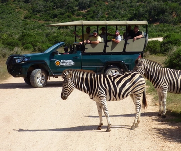 Addo Elephant National Park: Guided Half-Day Safari