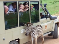 Parco nazionale Addo, Safari di mezza giornata guidata - Housity