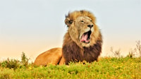 Parco nazionale Addo, Safari di mezza giornata guidata - Housity