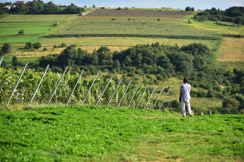De Cracovie: dégustation de vins au vignoble de Wieliczka