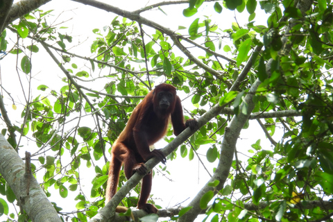 Cartagena: Excursão privada de observação de aves no Canal del dique