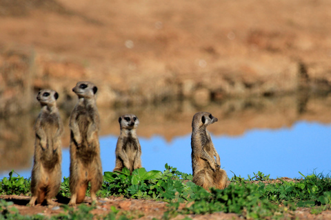 Full-Day All Inclusive Safari with Traditional Braai Lunch Safari with Port Elizabeth Cruise Terminal Pickup