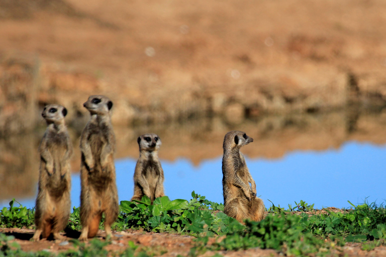 Full-Day All Inclusive Safari with Traditional Braai Lunch Safari with Port Elizabeth Cruise Terminal Pickup