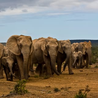 Full-Day All Inclusive Safari with Traditional Braai Lunch