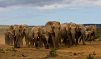 Full-Day All Inclusive Safari with Traditional Braai Lunch - Housity