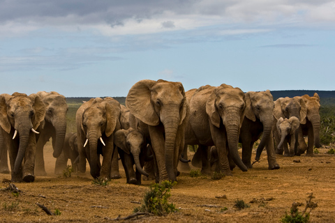 Full-Day All Inclusive Safari with Traditional Braai Lunch Safari with Port Elizabeth Cruise Terminal Pickup