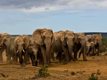 Full-day safari with braai lunch