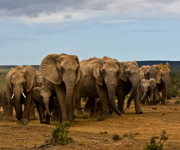 Full-Day All Inclusive Safari with Traditional Braai Lunch