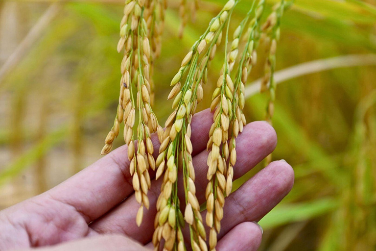 Chiang Mai: Jungle Trek, Elephants care & Bamboo Rafting