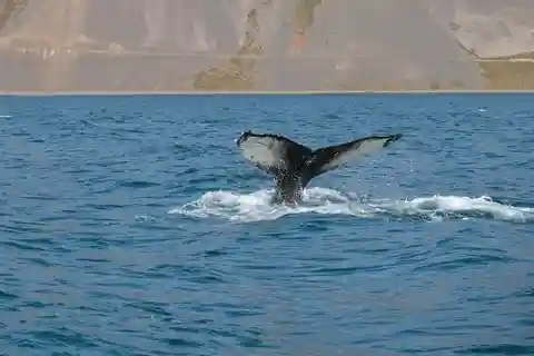 Bíldudalur: tour in barca delle balene e della fauna selvatica nei fiordi occidentali
